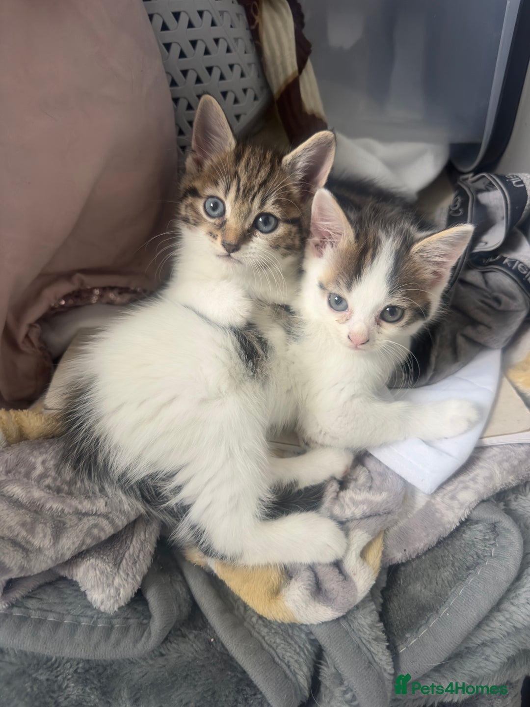 Mixed Breed cats for sale: Mix breed kittens  - Image 4