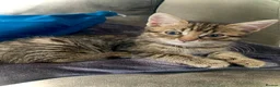 Bengal cats for sale: Gorgeous bengal kitten  in Radstock - Advert 4