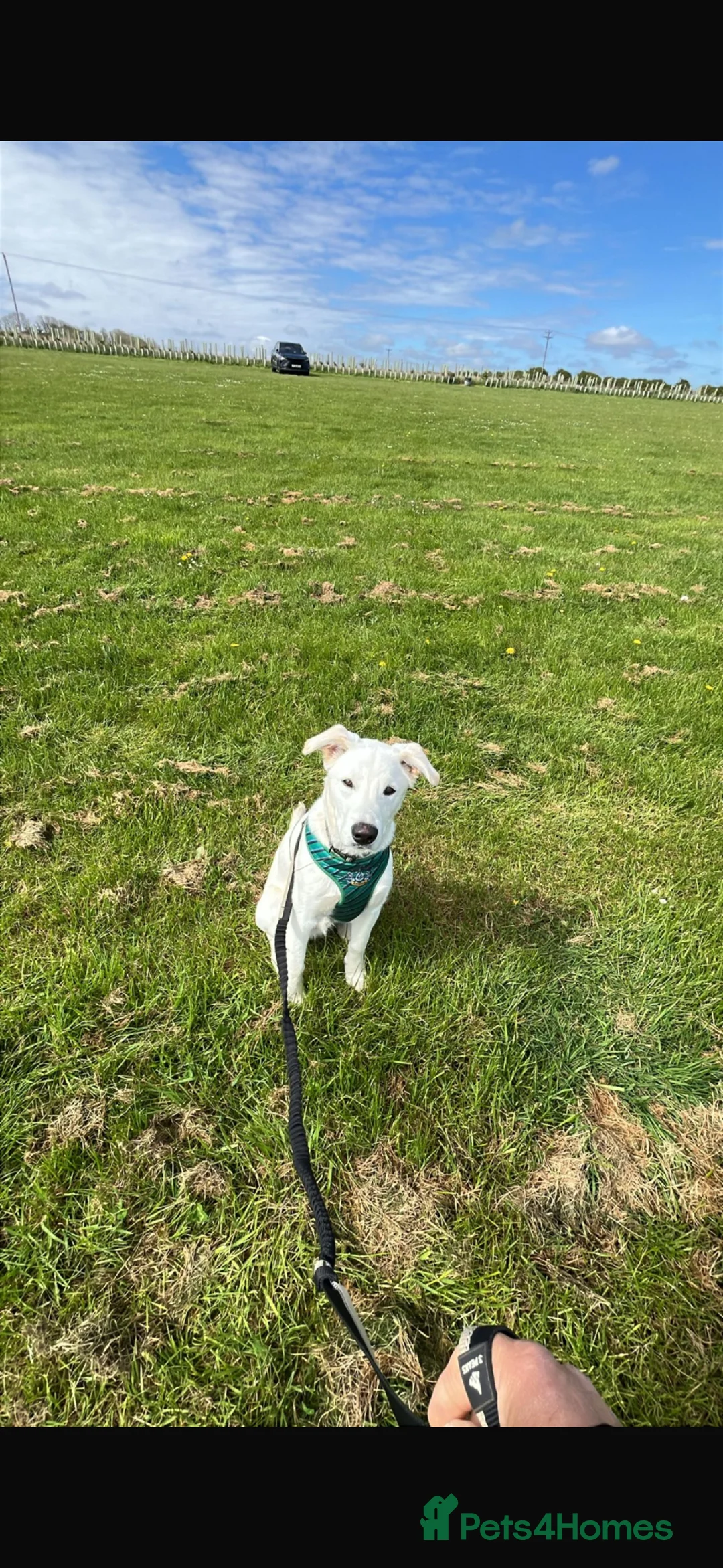 Mixed Breed dogs for sale: 8 month old male puppy for rehoming  in Bradford - Advert 3