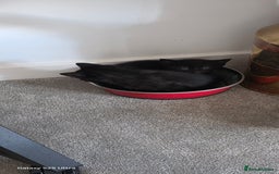 British Shorthair cats for sale: Litter of british short hair X 2 boys and 1 girl - Image 2