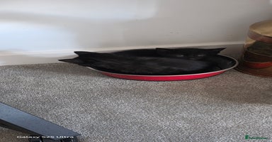 British Shorthair cats - Advert 16