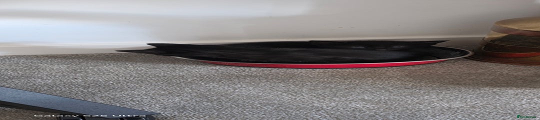 British Shorthair Kitten 1