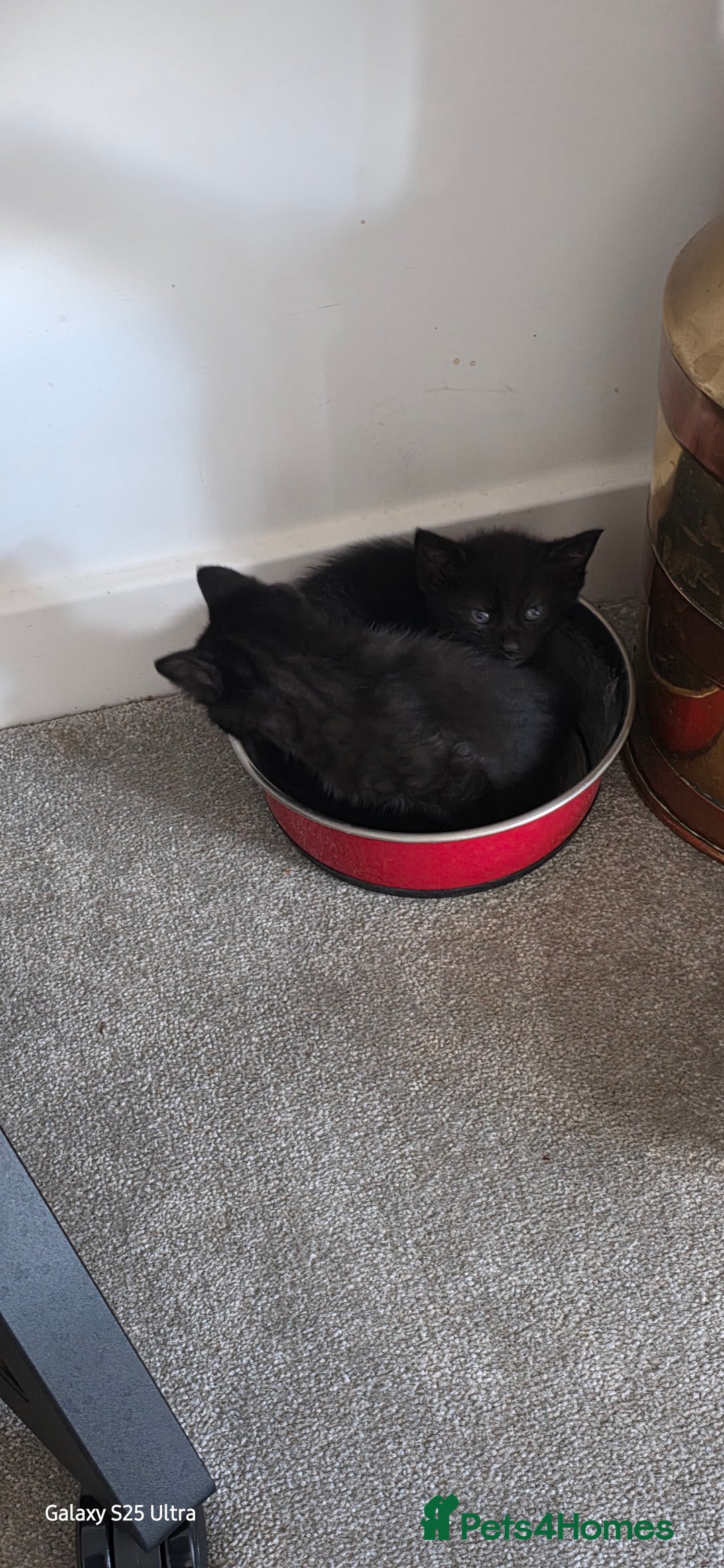 British Shorthair cats for sale: Litter of british short hair X 2 boys and 1 girl - Image 2