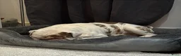 English Bulldog dogs for sale: New English Bulldog PABLO - Advert 4