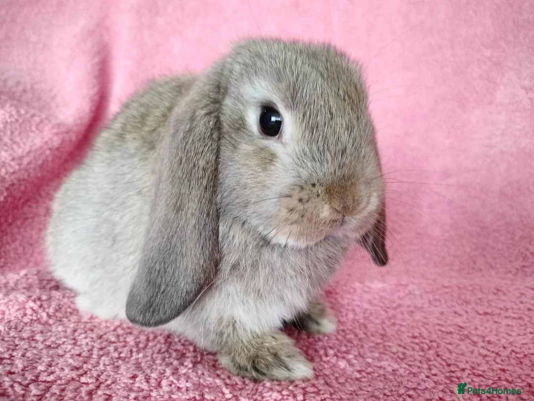 Mini Lop rabbits for sale: Baby mini lops for sale  - Advert 2