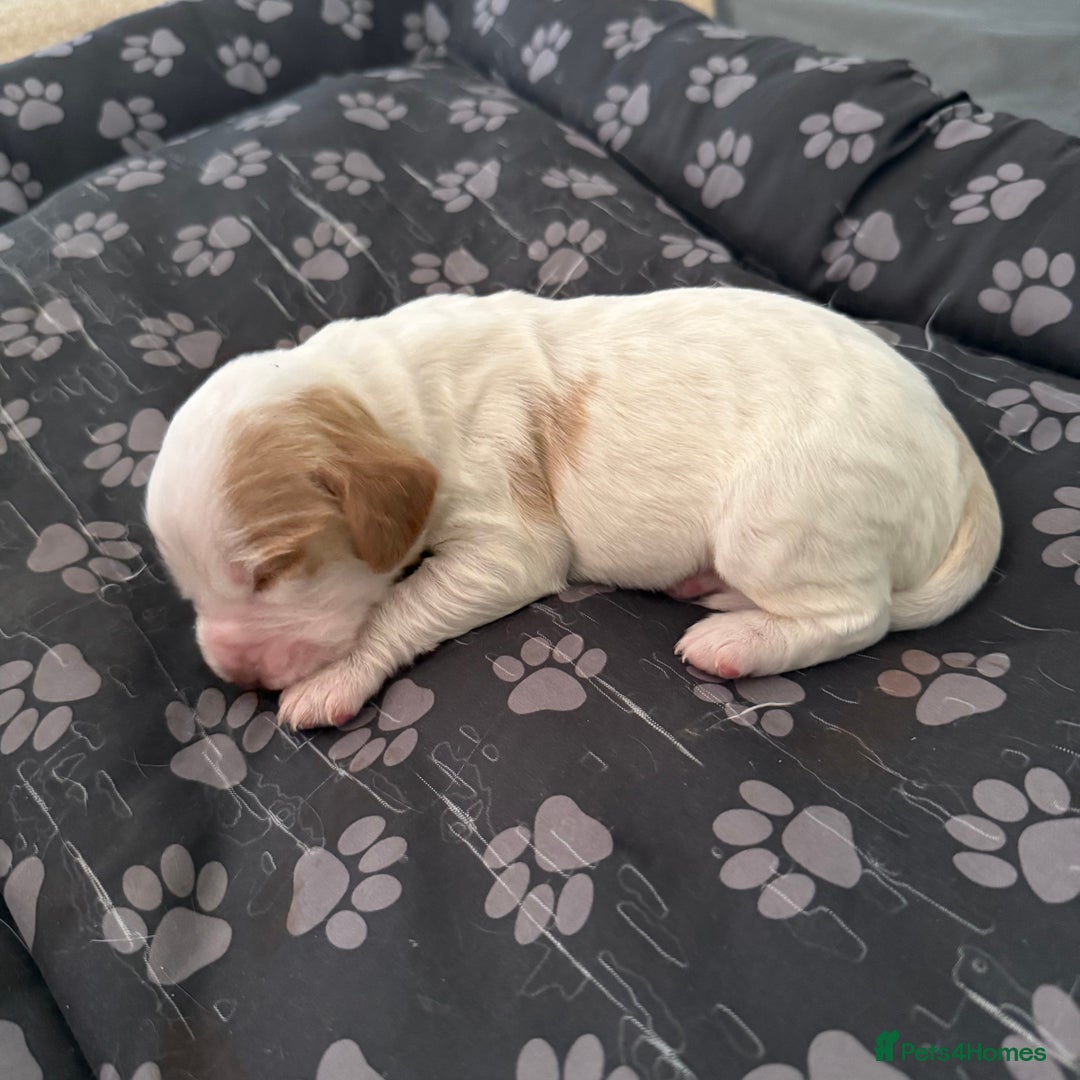 Cocker Spaniel dogs for sale: 2 Gorgeous male White+Lemon Cocker Spaniel Puppies - Image 6