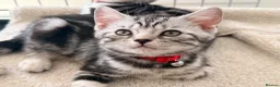 British Shorthair cats for sale: Outstanding GCCF Champion BSH Silver Tabby Kittens - Advert 21