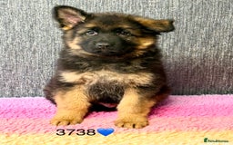 German Shepherd dogs for sale: OUTSTANDING QUALITY - Image 6