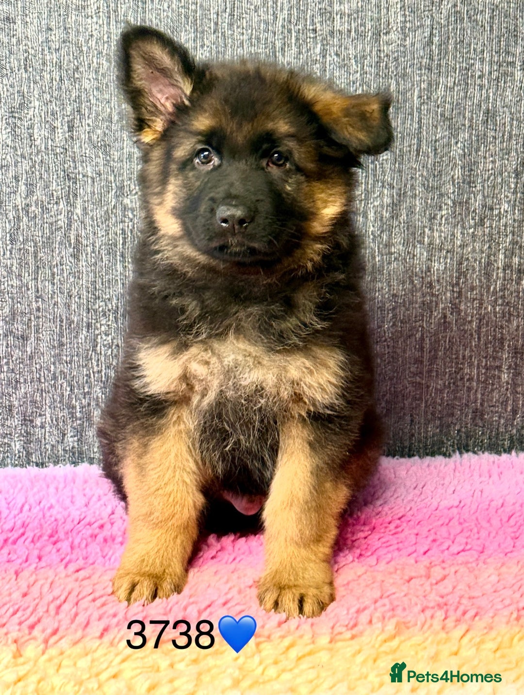 German Shepherd dogs for sale: OUTSTANDING QUALITY - Image 6