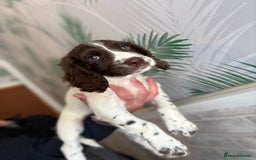 Sprocker dogs for sale: 2 sprocker girls  - Image 12