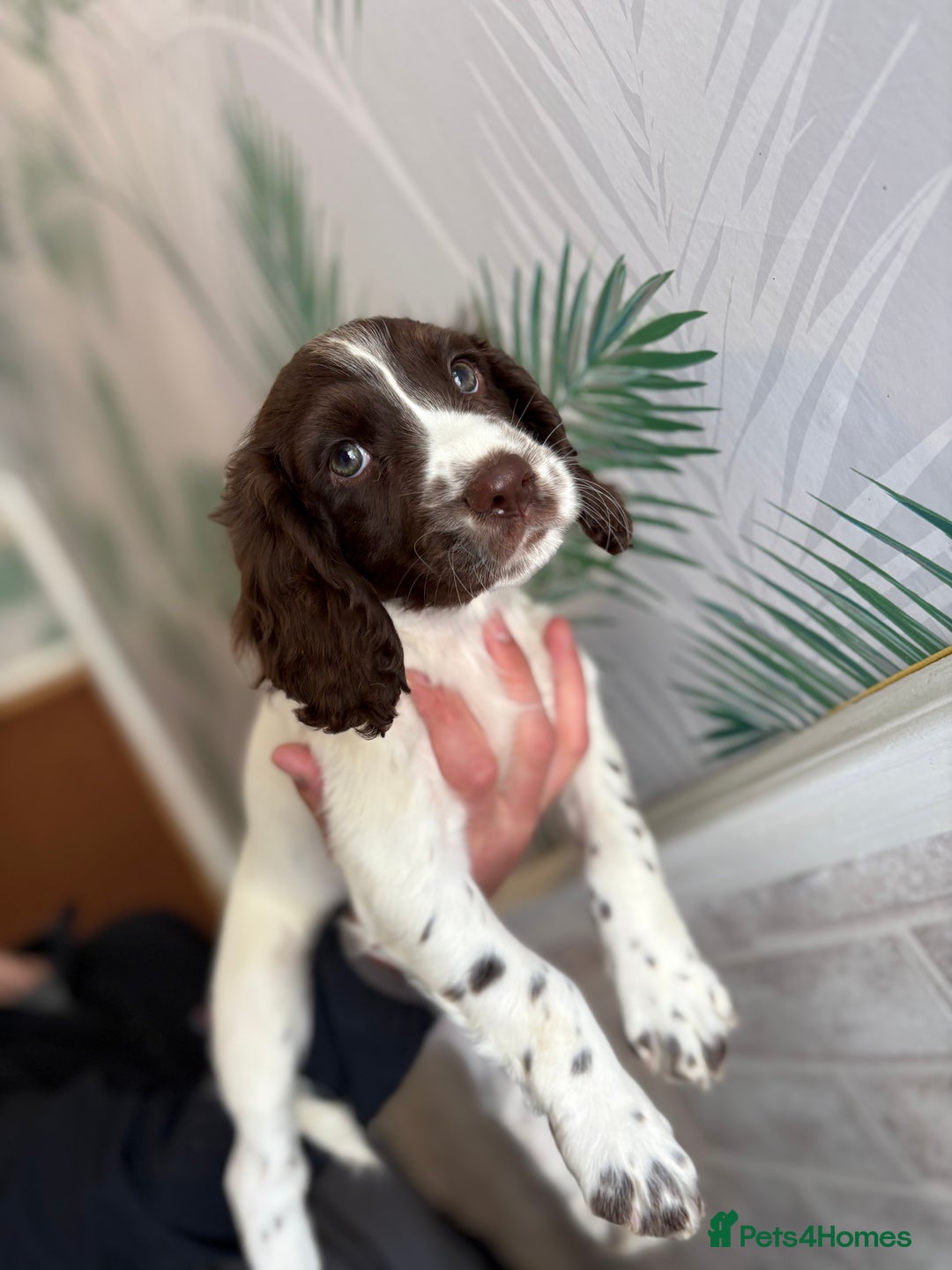 Sprocker dogs for sale: 2 sprocker girls  - Image 12