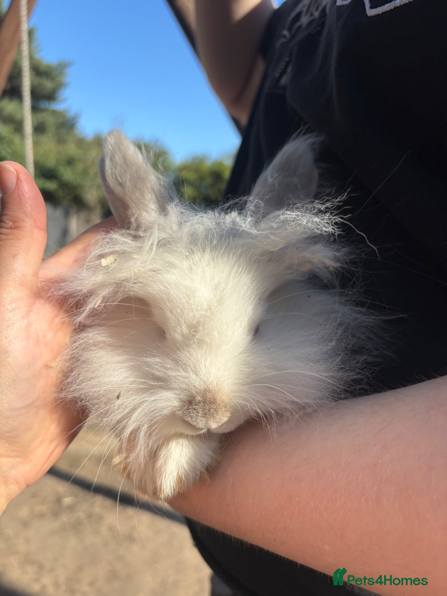 Mixed Breed rabbits Lion head x lops ready now  - Advert 13