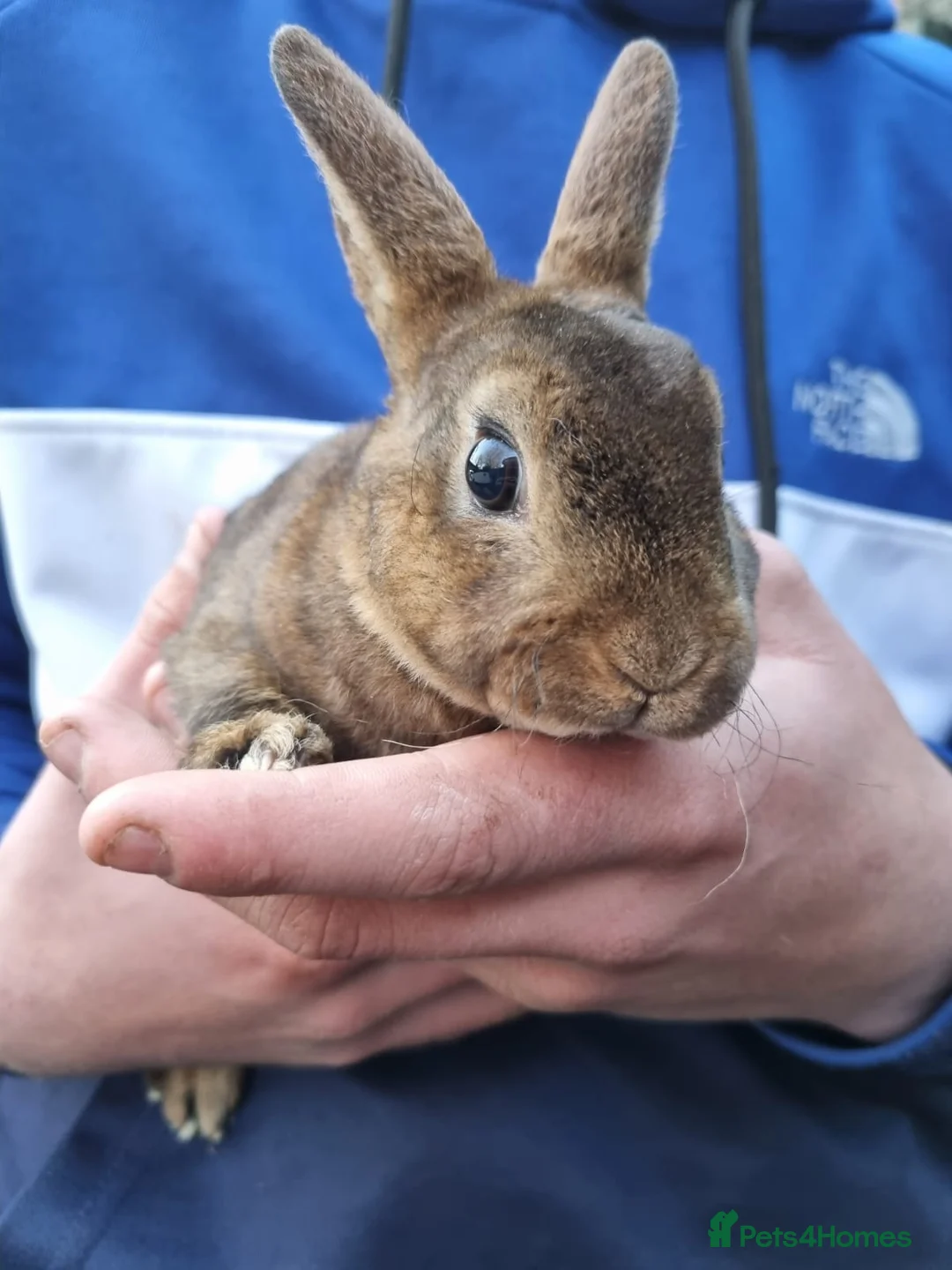 Canaries birds for sale: Baby opal blue mini rex   - Advert 2