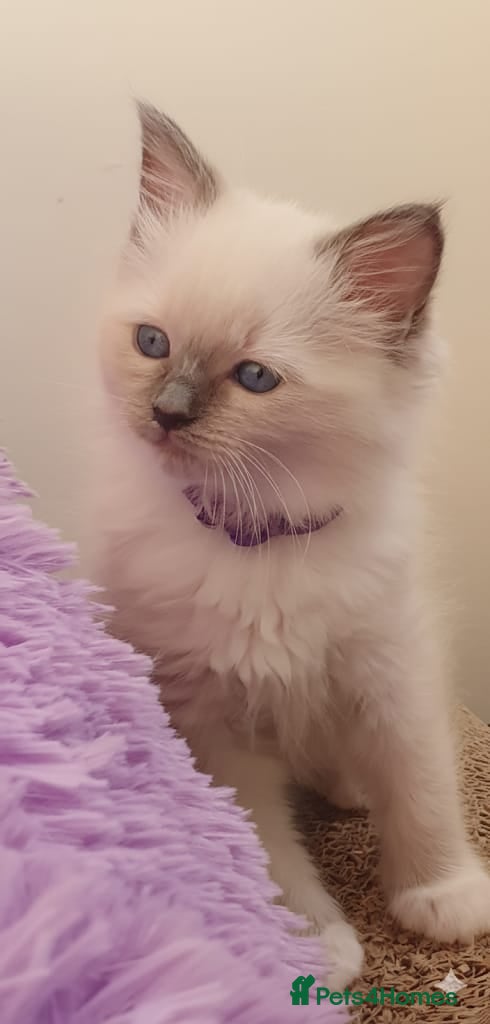 Ragdoll cats Tica registered ragdoll kittens - Advert 13