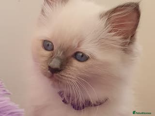 Ragdoll cats Tica registered ragdoll kittens - Advert 13