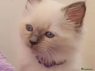 Ragdoll cats 2 female Tica registered ragdoll kittens - Advert 17