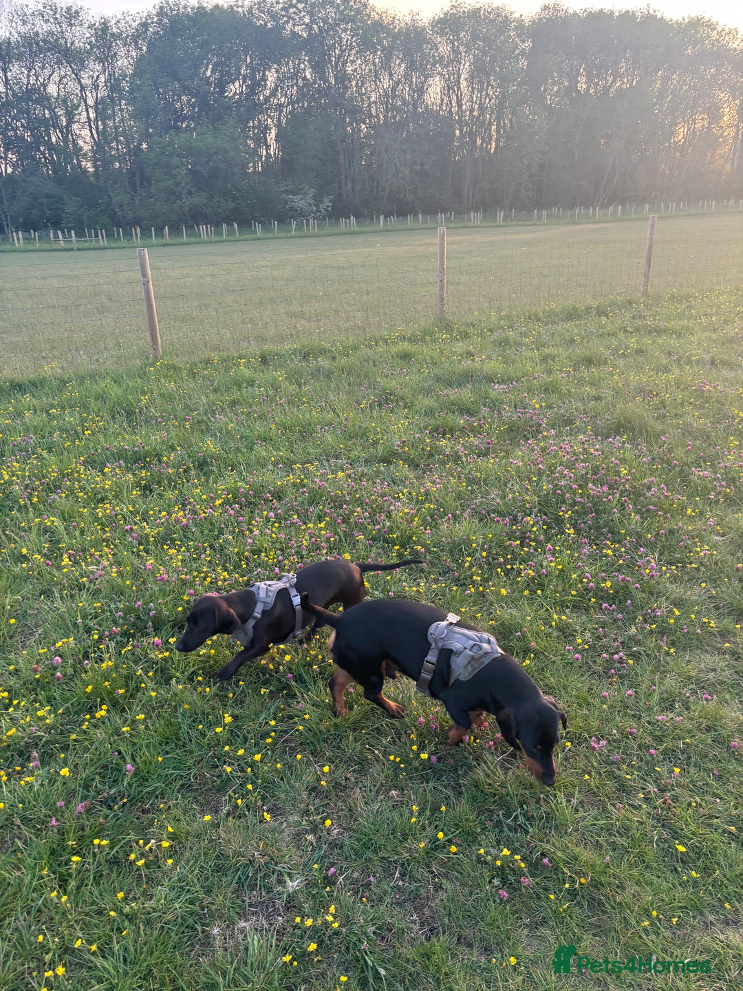Mixed Breed dogs for sale: Miniature dachshund x cocker spaniel  - Image 4