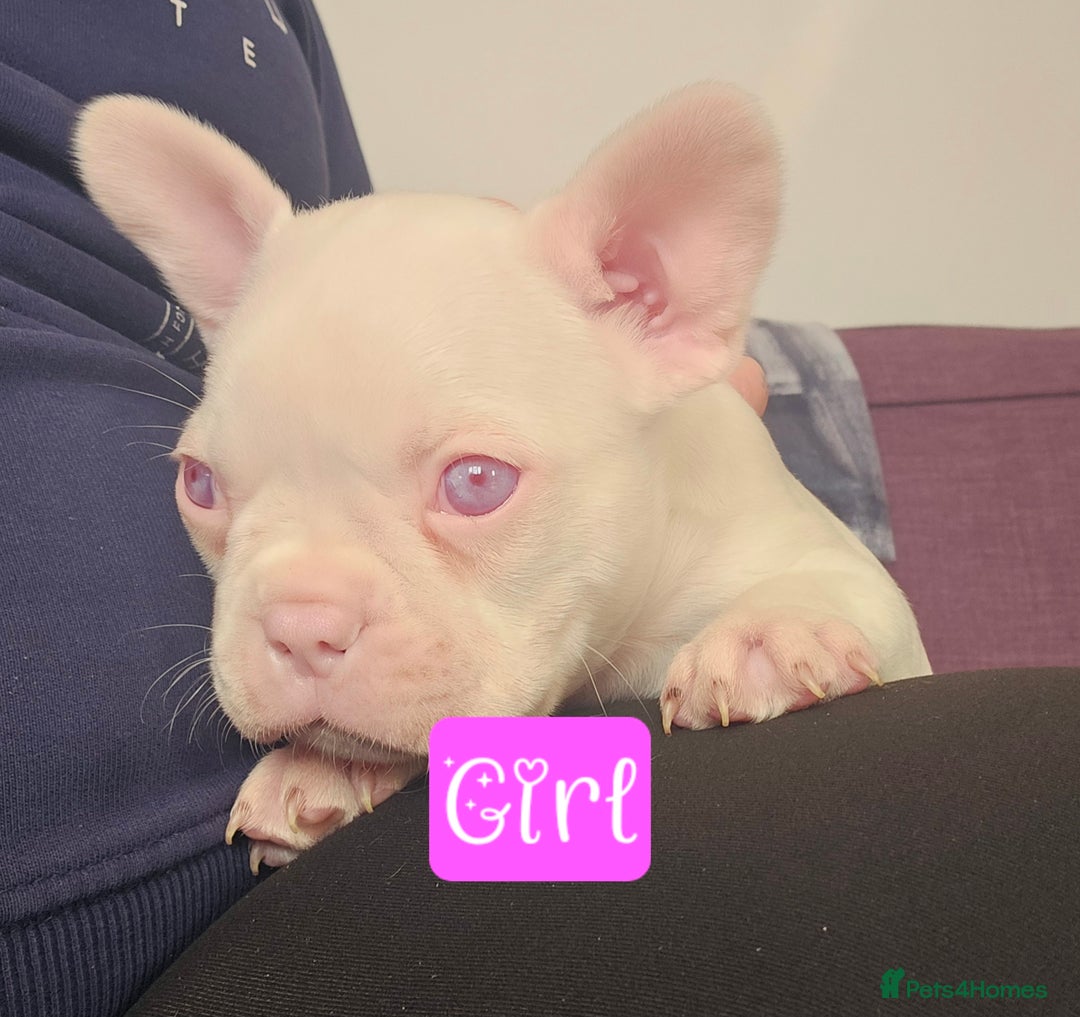 Mixed Breed dogs for sale: Last Beautiful Pink Frenchton Boy Pup Available  - Image 38