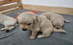 Golden Retriever dogs for sale: Golden retriever puppies - Image 26