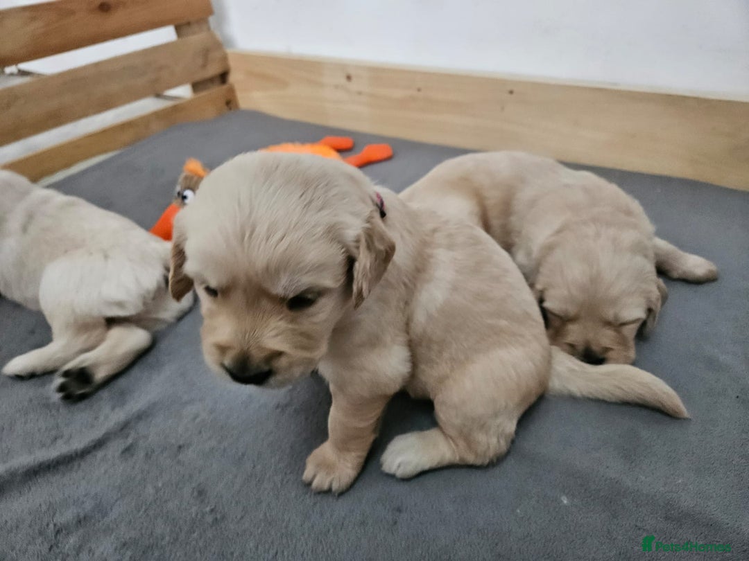 Golden Retriever dogs for sale: Golden retriever puppies - Image 26