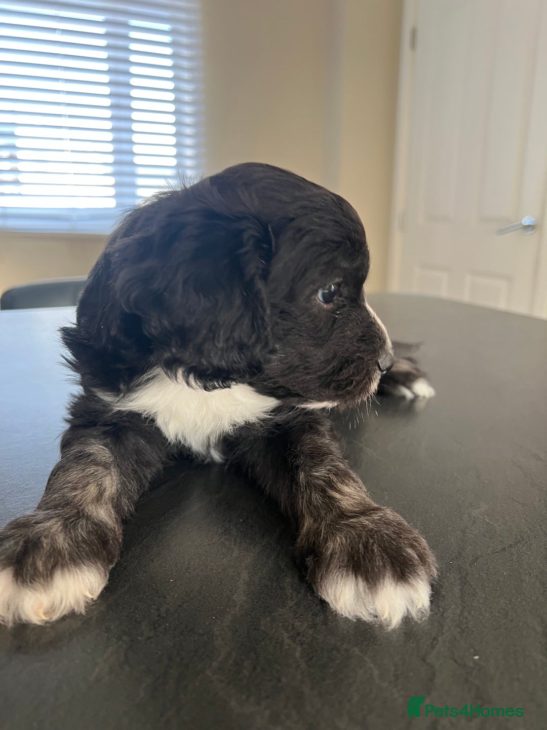 Mixed Breed dogs for sale: Only 2 left girl and boy Sheepadoodle - Advert 9