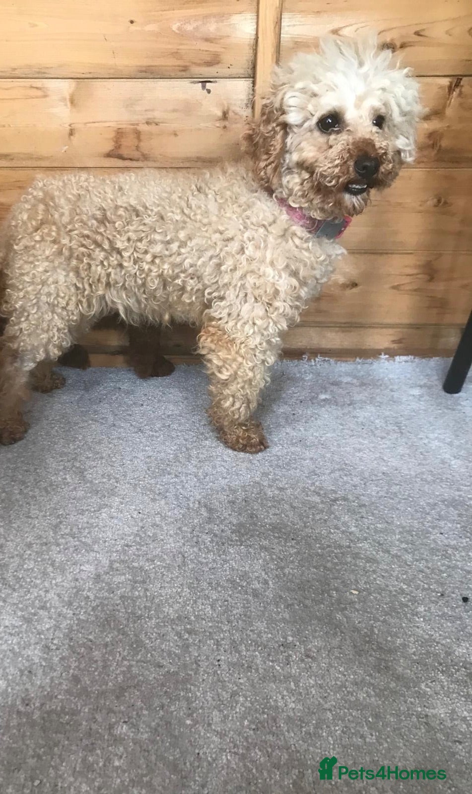 Miniature Poodle dogs Stunning miniature poodle puppies for sale  - Advert 1