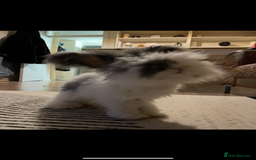 Angora rabbits for sale: Angora and mini lop bonded pair  - Image 4