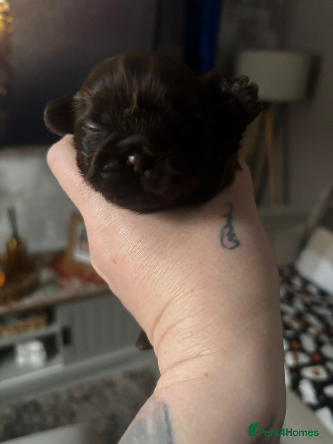 Shih Tzu dogs for sale: Chocolate imperial shih tzu karashishi line  - Advert 6