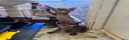 Burmese cats for sale: Burmese Kittens For Sale - Advert 3