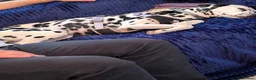 Dalmatian dogs for sale: Female Dalmatian  - Advert 4