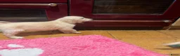 Golden Retriever dogs for sale: Playful Golden Retrievers For Sale  - Advert 4