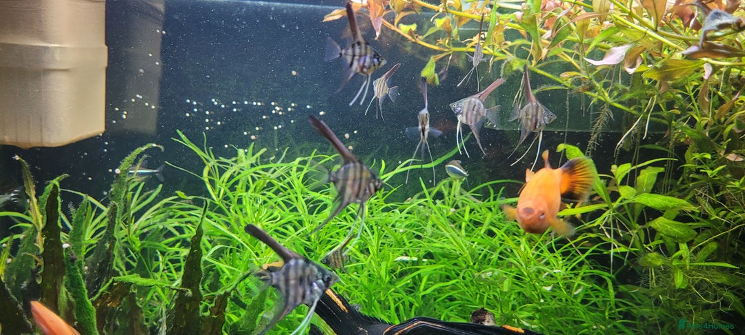 Angelfish fish for sale: Stunning stripes Angel Fish - Advert 16