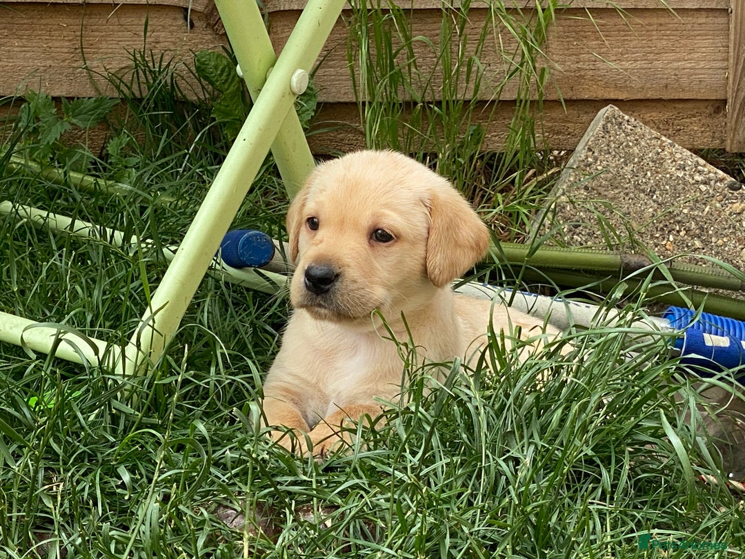 Labrador Retriever dogs for stud: KC reg Labrador for Stud - Image 10