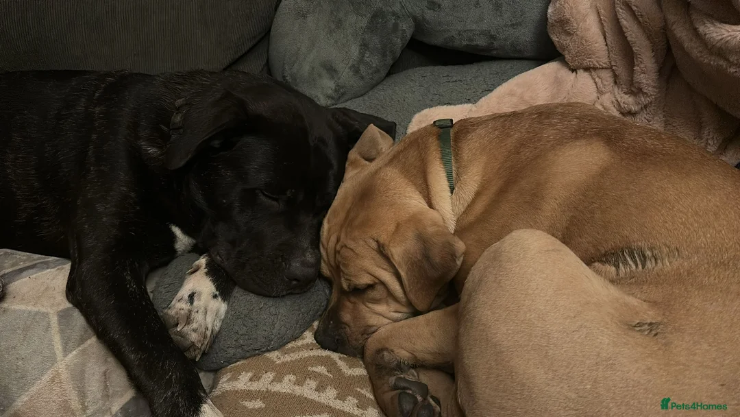 Mixed Breed dogs for sale: 7 month old female - Advert 5