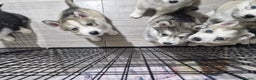 Siberian Husky dogs for sale: 8 husky pups - Advert 4