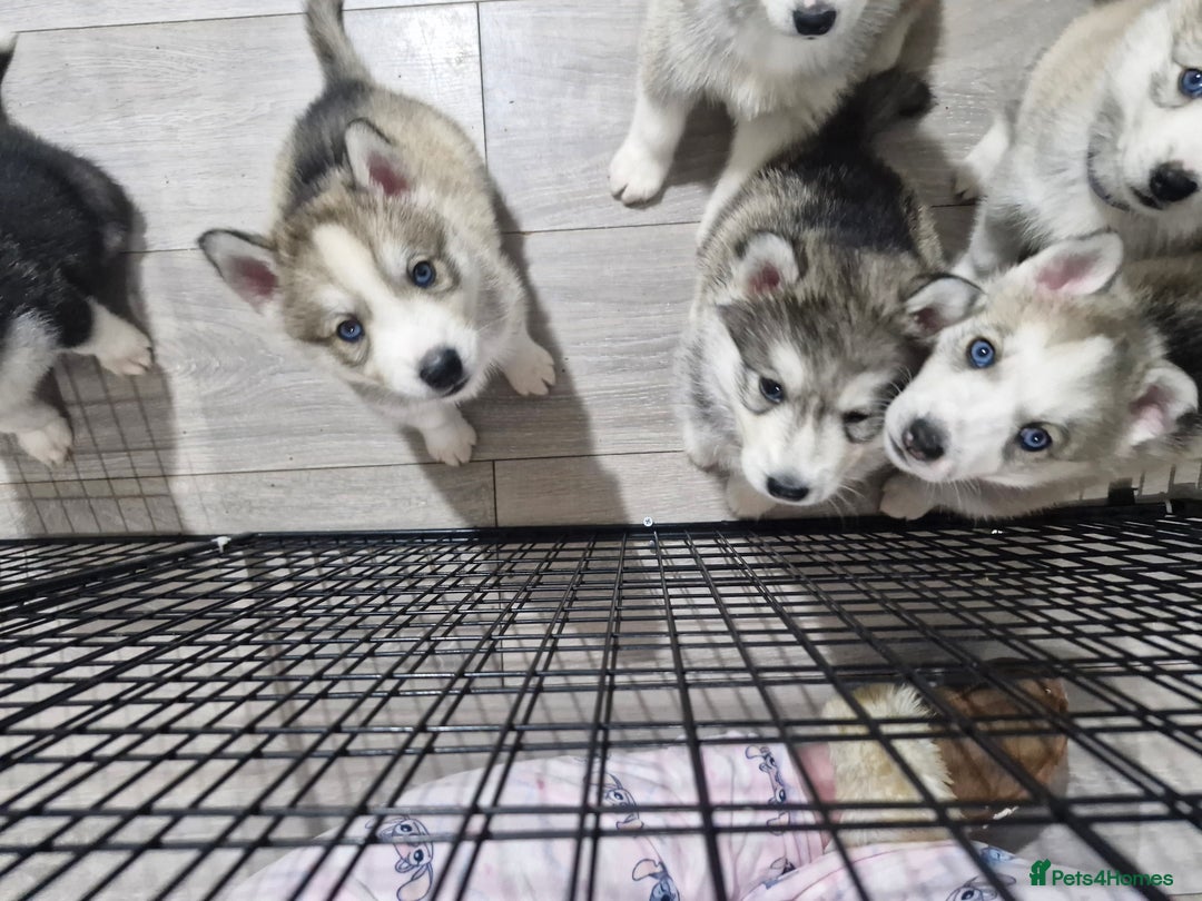 Siberian Husky dogs for sale: 8 husky pups - Advert 4