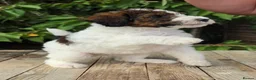 Standard Poodle dogs for sale: Parti Colour Fox Terrier x Standard Poodle Pups - Advert 20