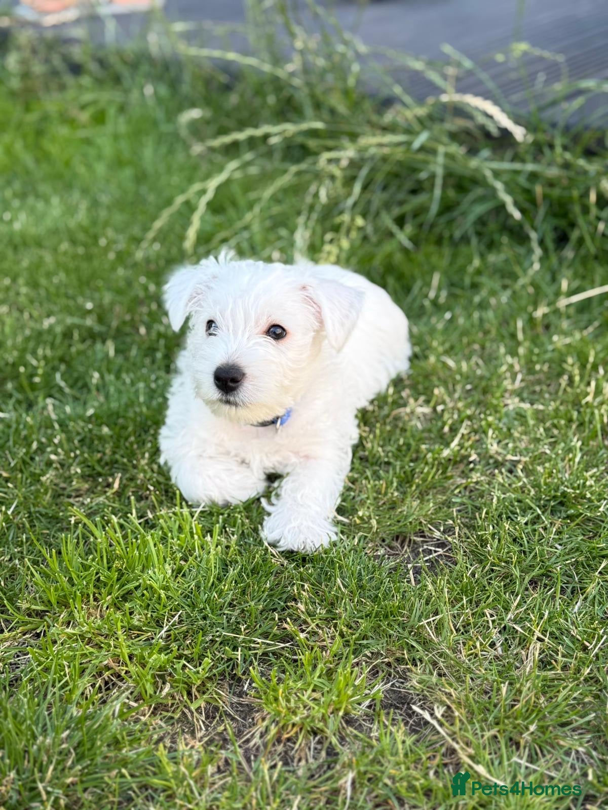 West Highland Terrier dogs KC registered Beautiful Westie puppies coi 1.6 - Advert 3