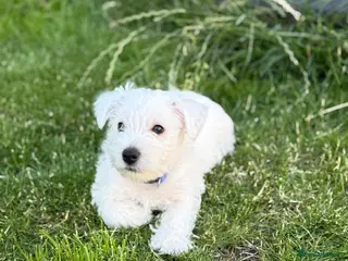 West Highland Terrier dogs KC registered Beautiful Westie puppies coi 1.6 - Advert 3