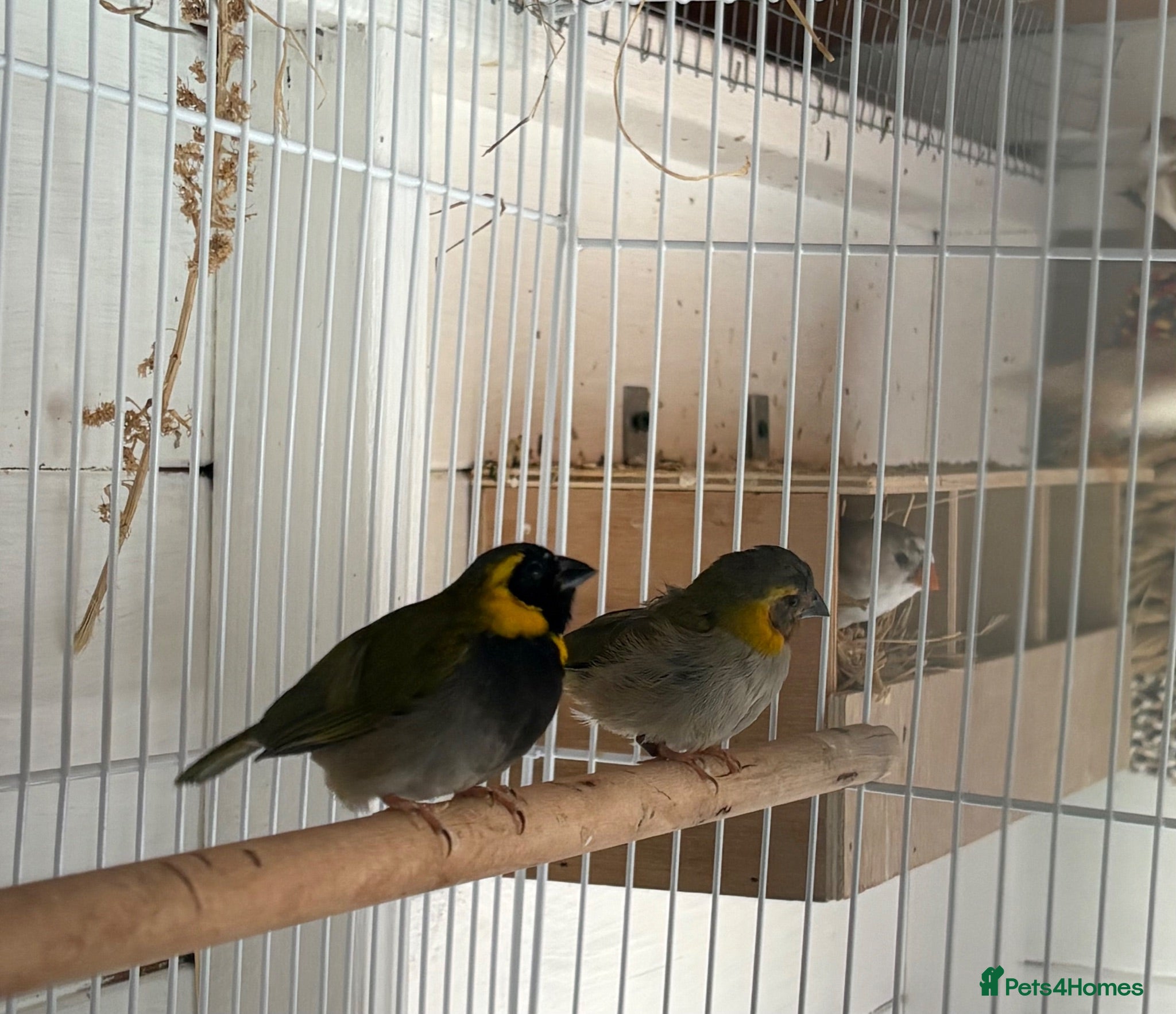 Finches birds Cuban finch’s  - Advert 1
