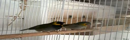 Finches birds for sale: Cuban finch’s  - Advert 1