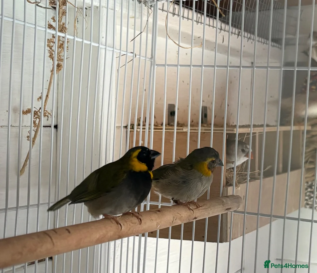 Finches birds for sale: Cuban finch’s  - Advert 1