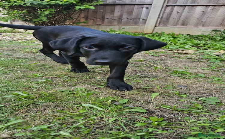 Labrador Retriever dogs - Advert 2