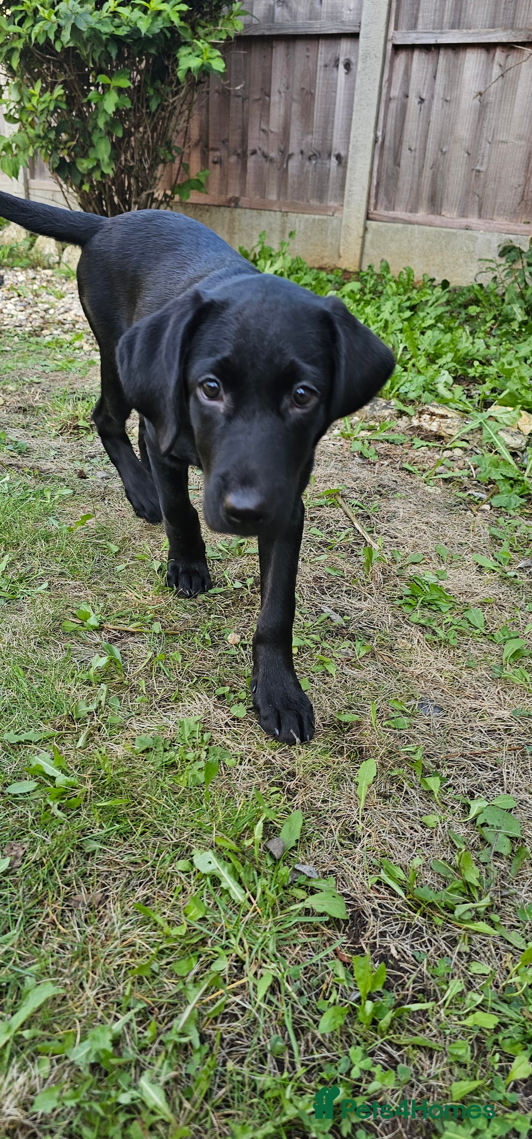 Labrador Retriever dogs for sale: Black Labrador puppy girl - Willow  - Image 1