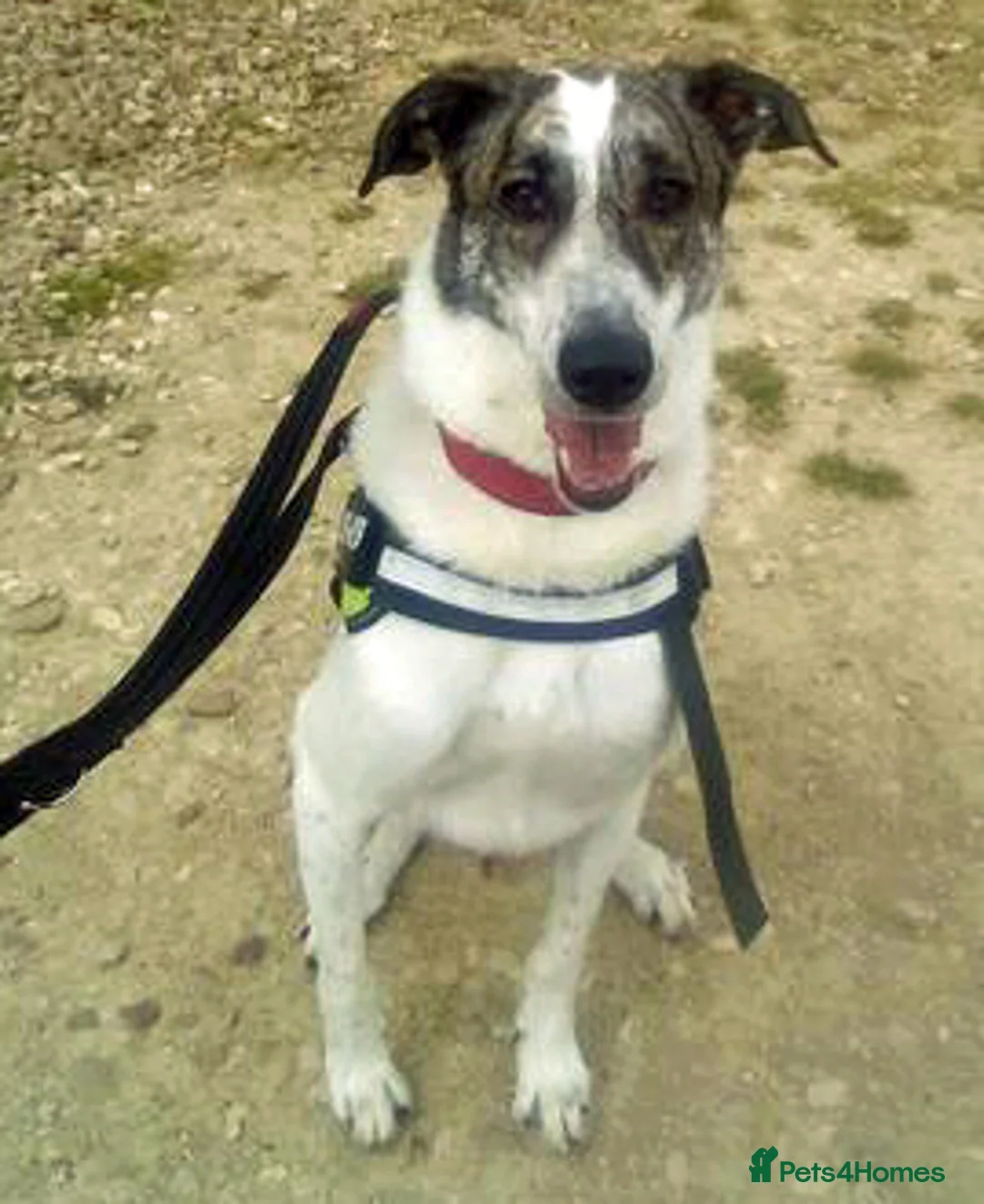 Mixed Breed dogs for adoption: Oscar is looking for his forever home in Barnsley - Advert 2