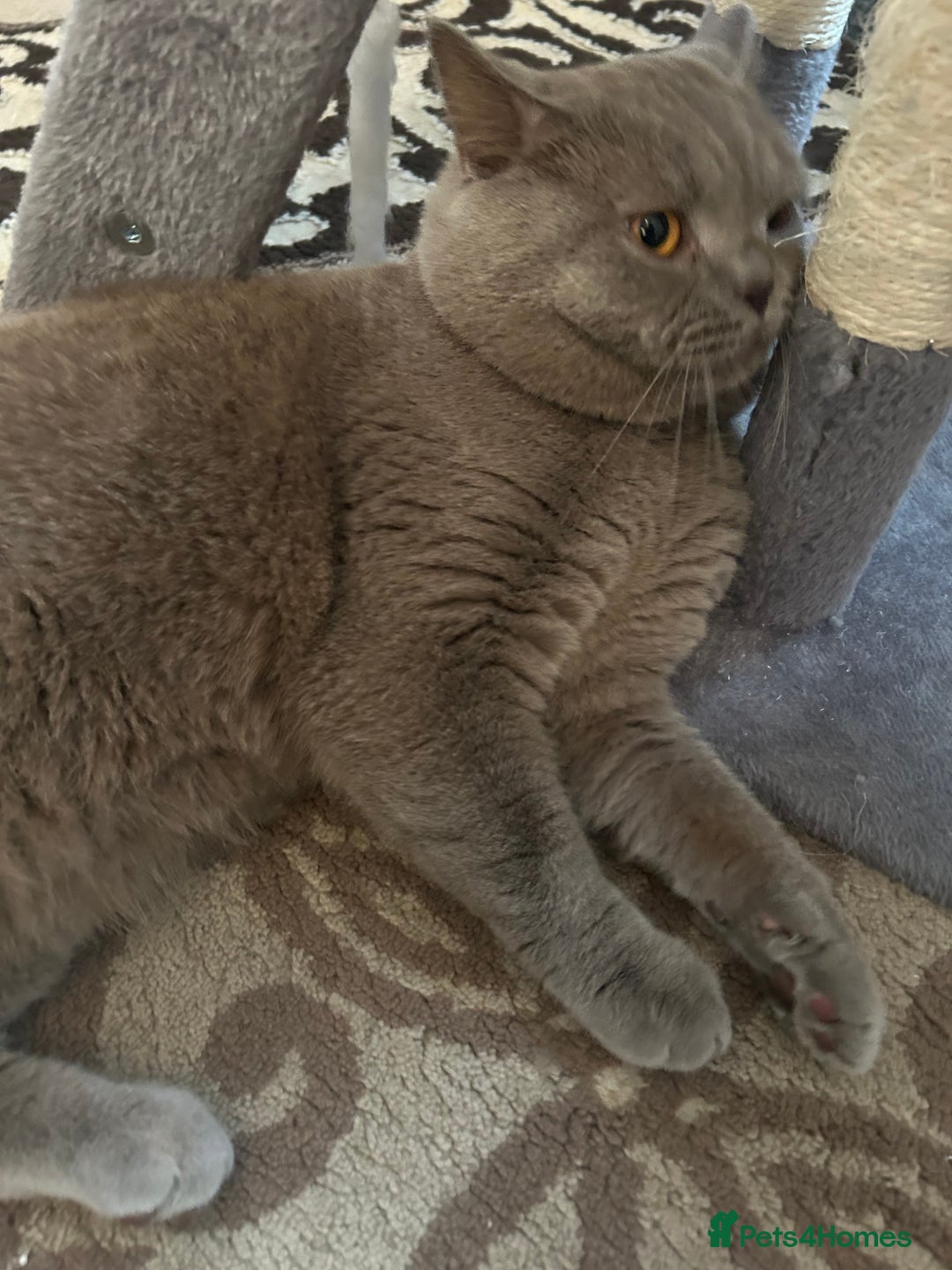 British Shorthair cats for sale: PURE BRITISH SHORTHAIR  - Image 3