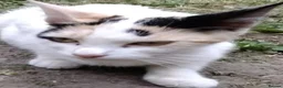 Mixed Breed cats for sale: Beautiful Black & White Female Kitten Ready 💖 - Advert 2