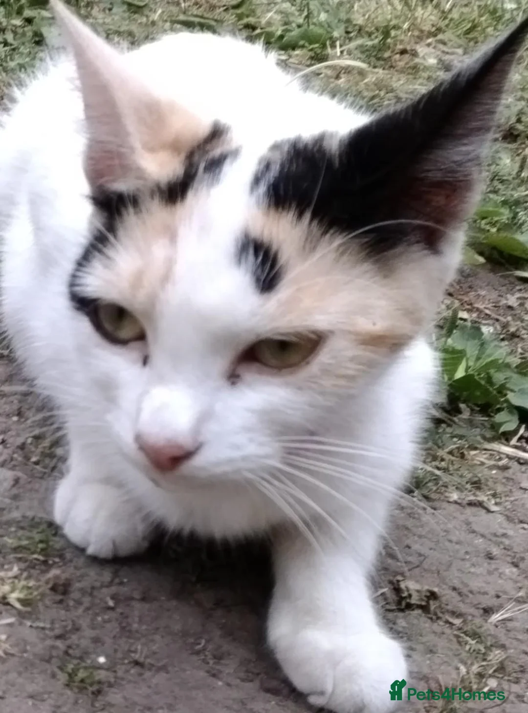 Mixed Breed cats for sale: Beautiful Black & White Female Kitten Ready 💖 - Advert 2