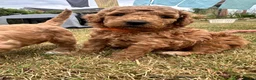 Mini Goldendoodle dogs for sale: High quality miniature Goldendoodles - Advert 8