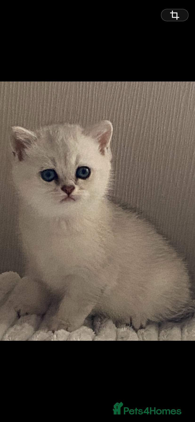 British Shorthair Kitten 6